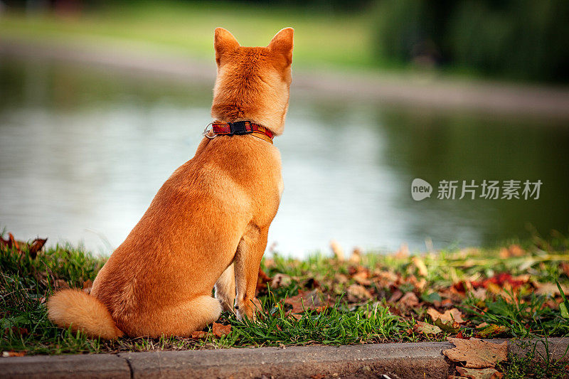 年轻可爱的红柴犬在户外