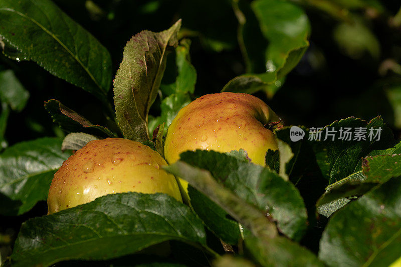 一场阵雨后树上的两个苹果