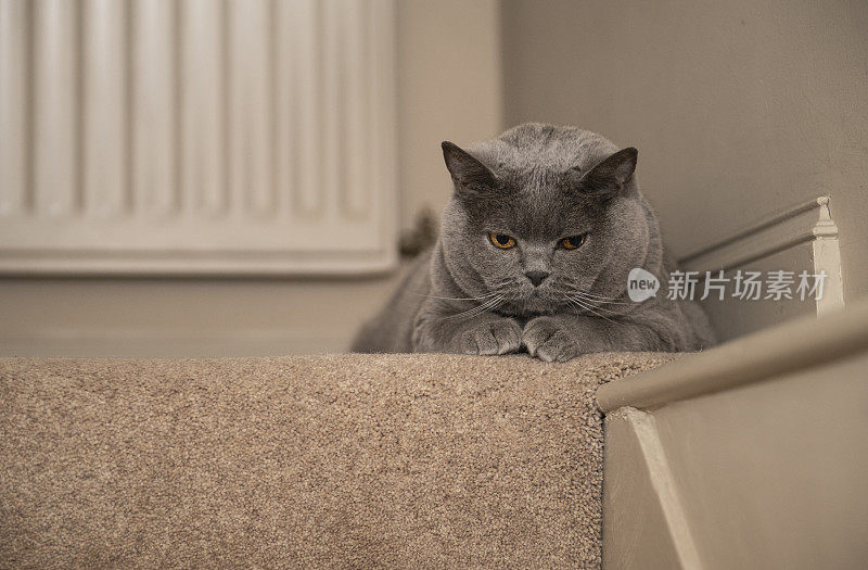 可怜的肥猫坐在楼梯顶上