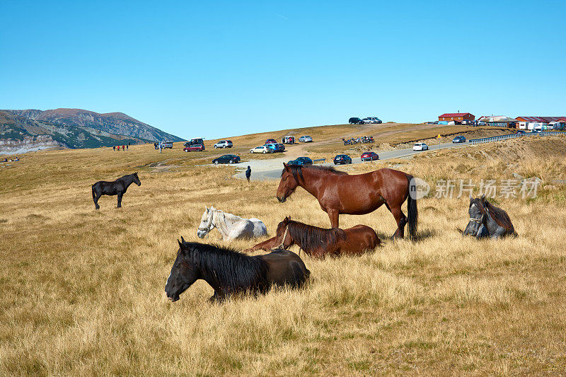 罗马尼亚喀尔巴阡山脉高山高原上的马。罗马尼亚阿尔卑斯山脉的旅游公路和高地。秋天的山地景观。