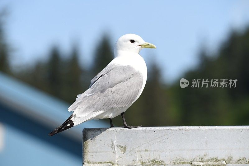 黑腿三趾鸥