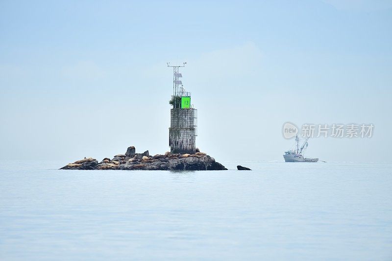 虎头海狮在石岛休息