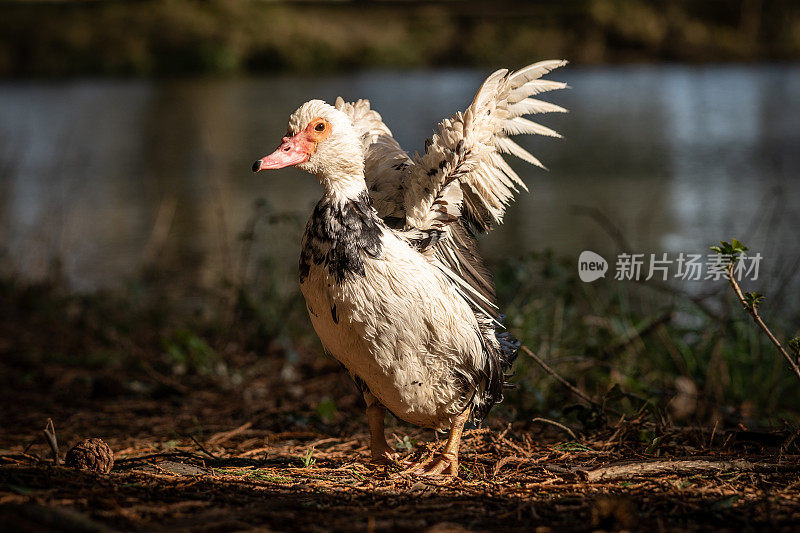 在池塘边，翅膀湿漉漉的番鸭