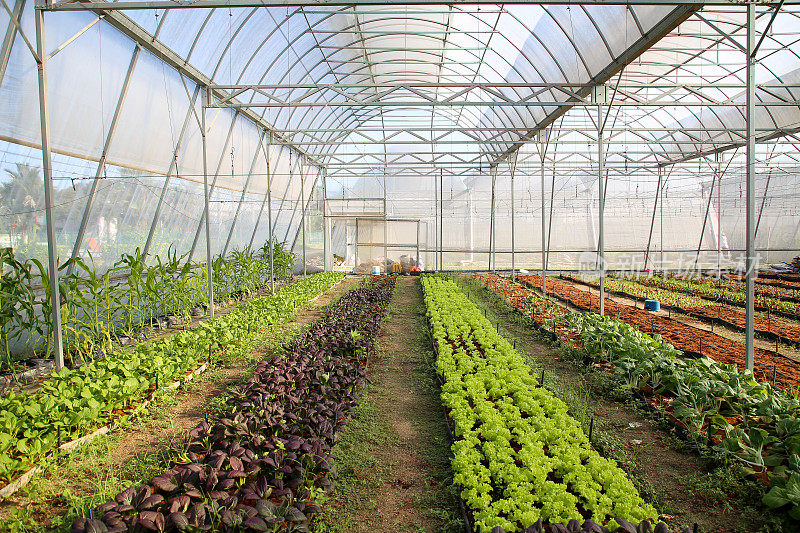 温室蔬菜园