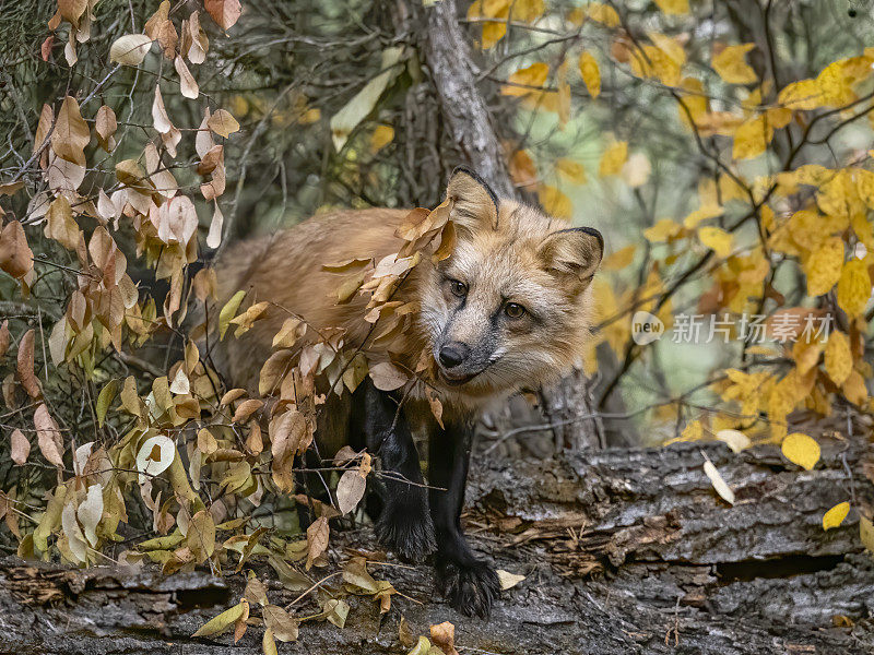 红狐狸在原木上专心地看森林正面视图
