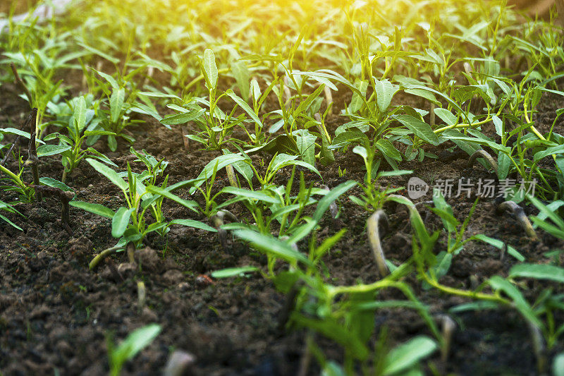 春季在温室里浇菠菜田树苗