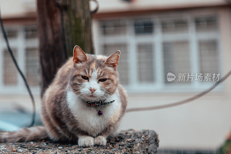 可爱的棕色和白色的家猫在街上