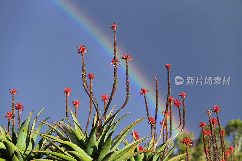 龙舌兰花植物芦荟天空彩虹清澈自然