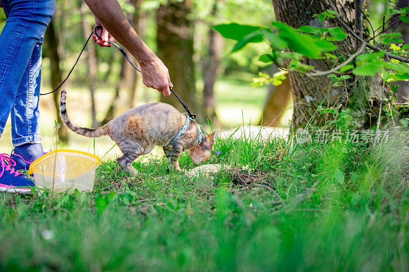 德文郡雷克斯小猫在宠物皮带检查熟悉的猫砂气味在地面上-库存照片