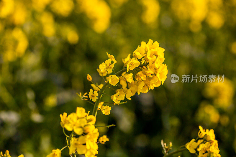 油菜花-特写