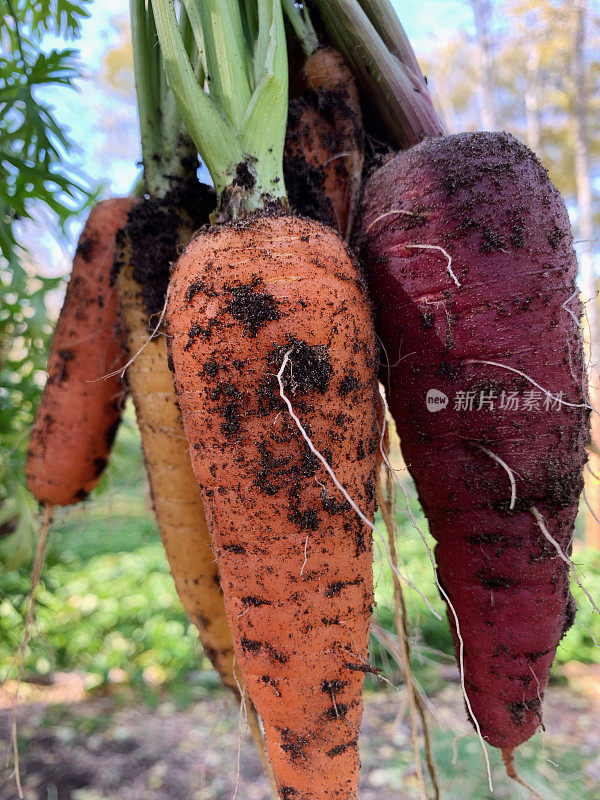 自家种植的新鲜的彩虹胡萝卜来自有机花园