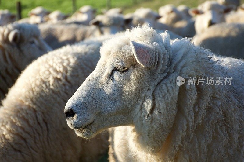 新西兰农村绵羊的特写