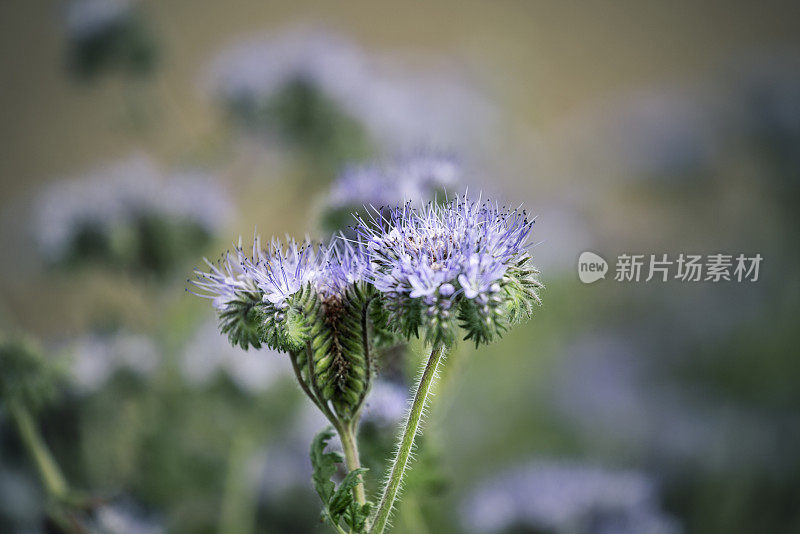 菲西莉亚在草地上