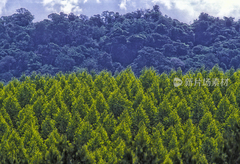 在亚马逊重新造林