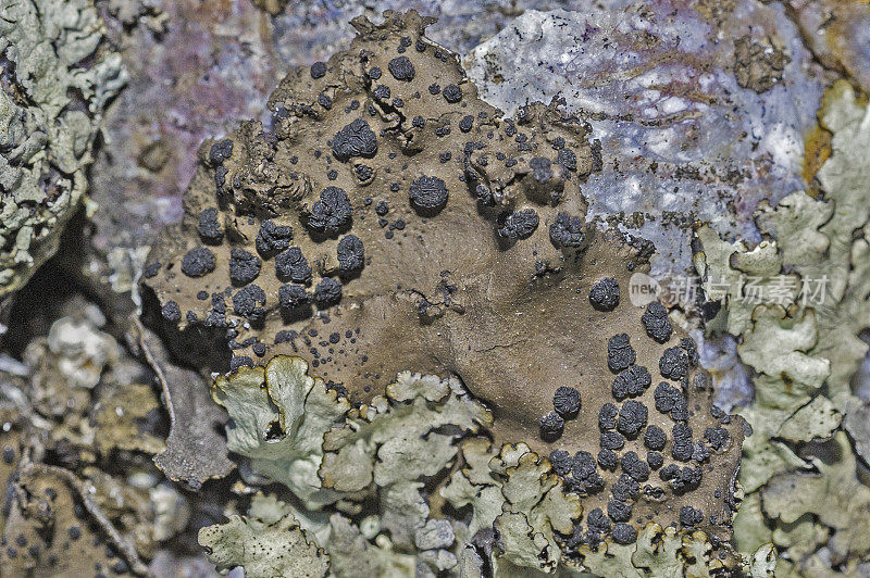 岩牛地衣;裸露岩石上的斑脐。Pepperwood保存;圣罗莎;加州索诺玛县