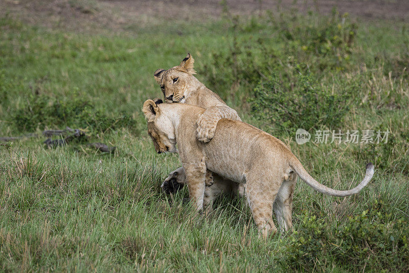 狮子，两只幼崽在玩耍