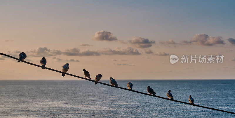 鸽子在一根电线上坐成一排，背景是大海和晚霞天空。