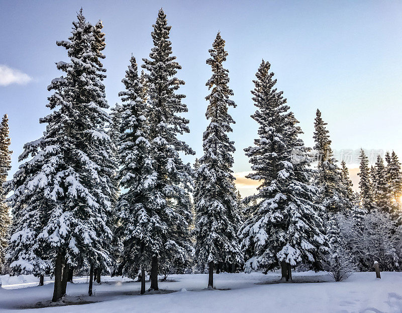 阿拉斯加树上的雪