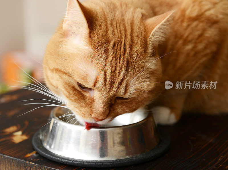 可爱的英国短毛猫从碗里吃食物