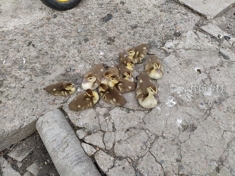 小鸭子们围坐在农场的院子里