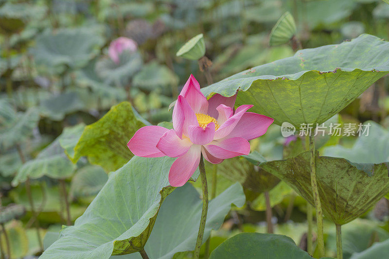 美丽的荷花在池塘的叶子周围的特写