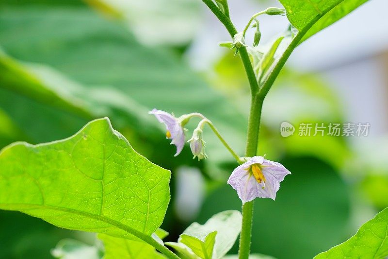 局部花园里的紫茄子花