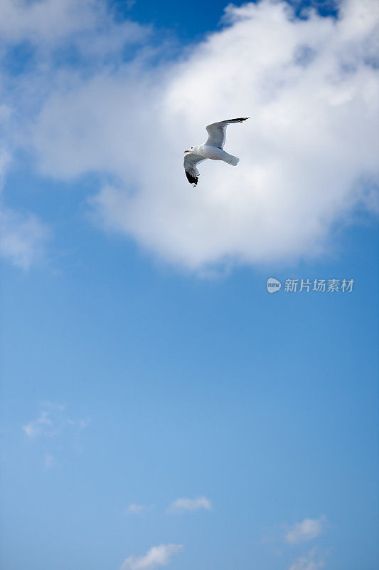 在德国北海一个美妙的多云天空中拍摄的一只飞翔的海鸥