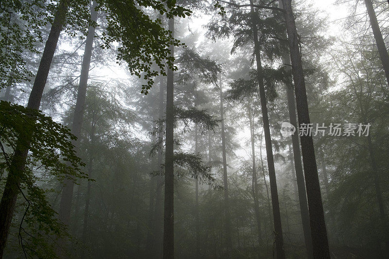 在一个雾蒙蒙的秋天早晨，在山毛榉和松树林向上的观点