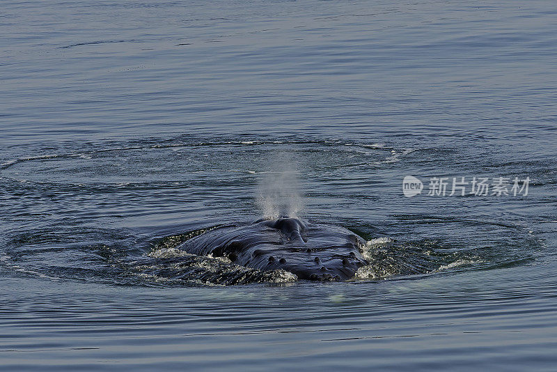 在阿拉斯加东南部的弗雷德里克海湾，座头鲸被击打。最远。