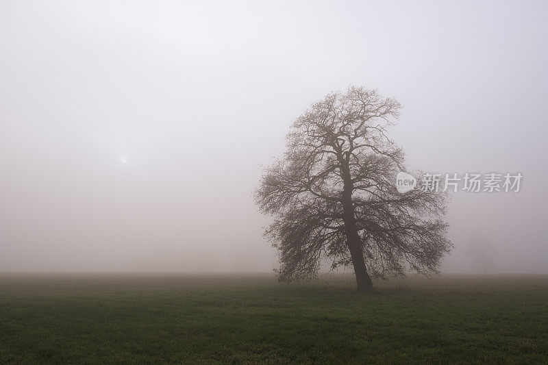 冬天，一棵孤独的树在一个雾蒙蒙的风景在伊杰塞尔河三角洲
