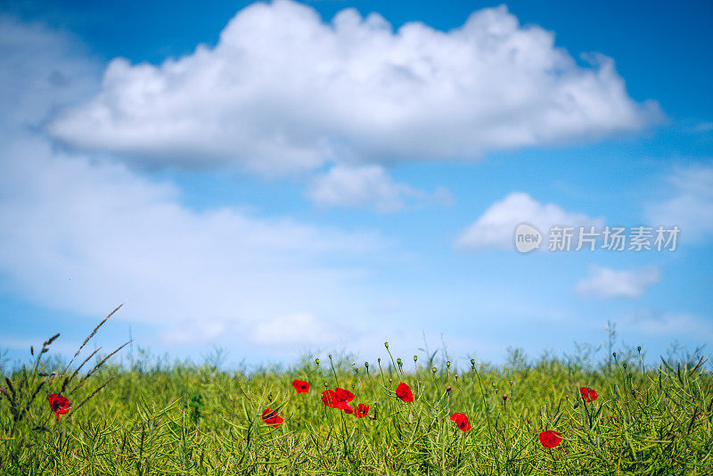 罂粟田的夏日风景