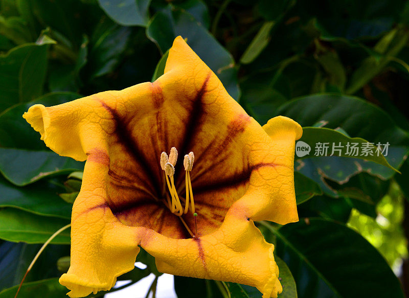 金葡萄藤花杯-塔维拉小屋，阿尔加维，葡萄牙