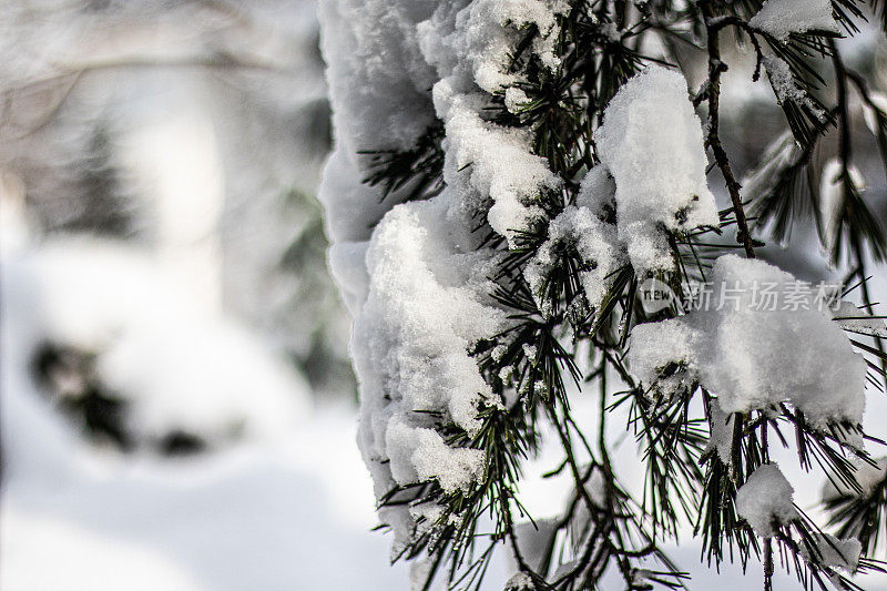 树枝上有雪。