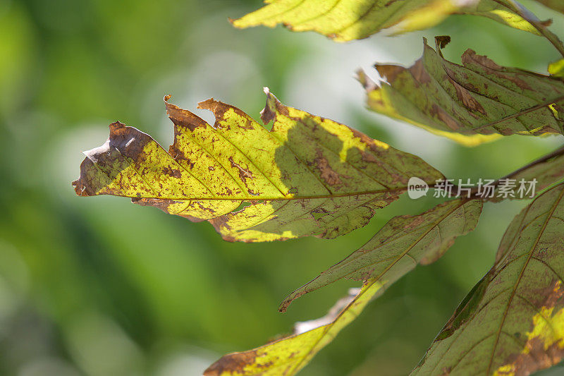 绿色植物