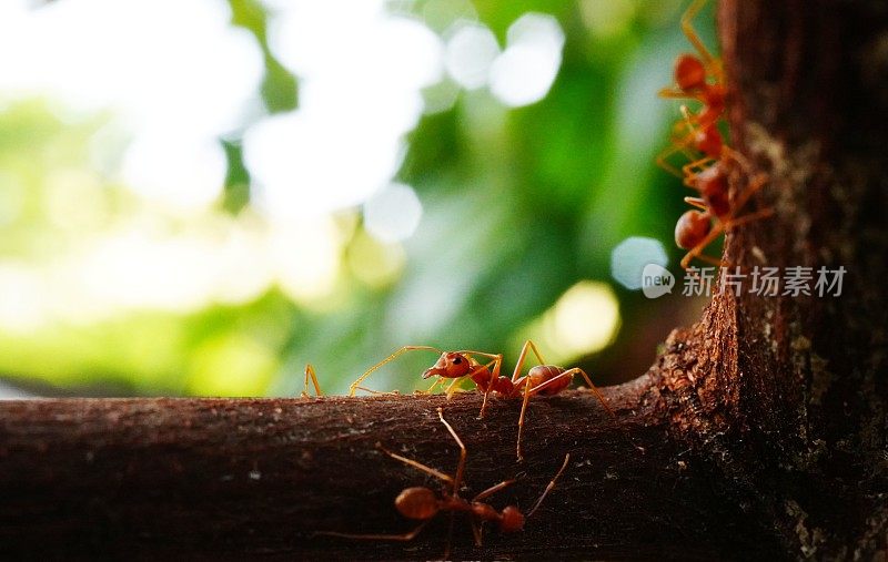 树上红蚂蚁