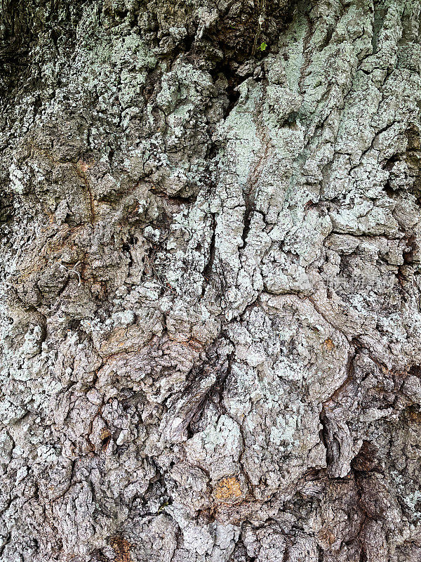 一棵古老的英国橡树树干(栎树-robur)的纹理和裂缝树皮的全帧图像