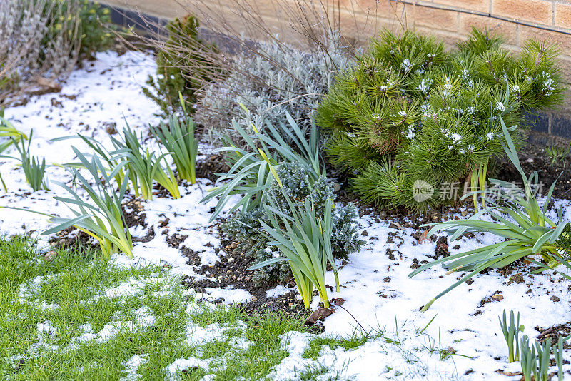 小雪飘落在长满水仙花的花坛上