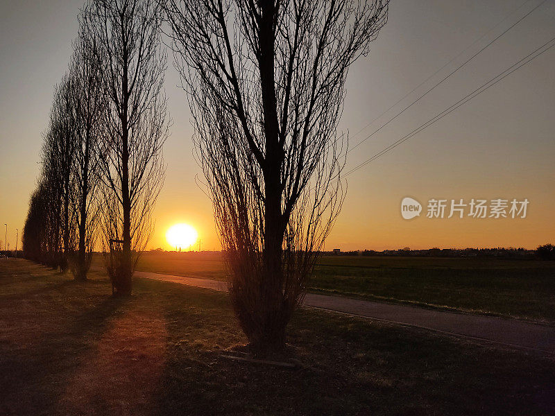 光秃秃的白杨树在夕阳的背景下发光