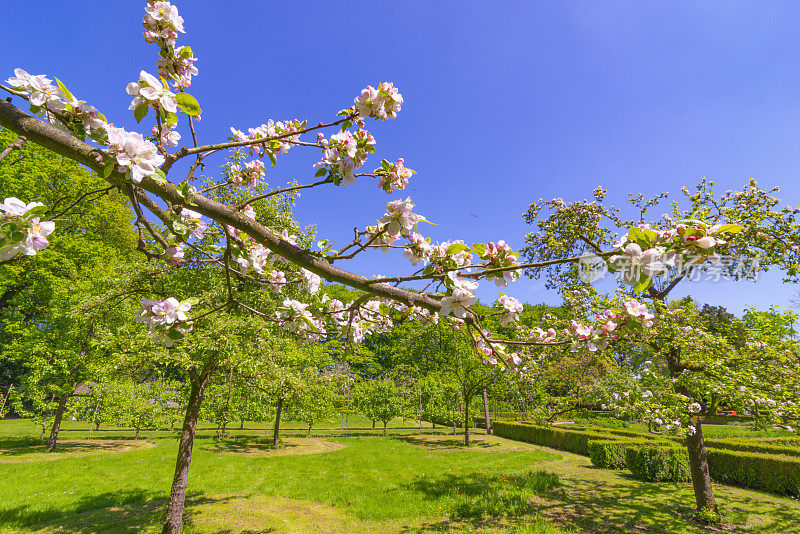 果园里的苹果树在春天开白花