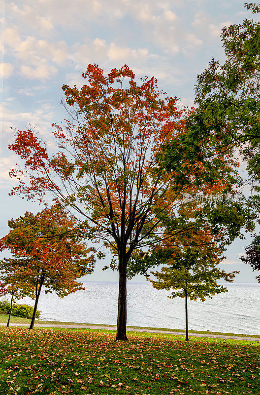 五彩缤纷的枫树巍然耸立在湖边——加拿大中部