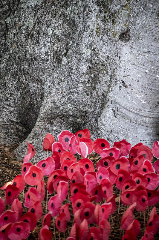 红纸罂粟对着澳大利亚无花果树庆祝澳新军团日。