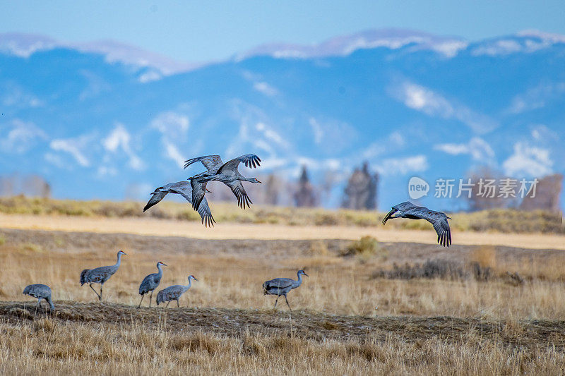 一群沙丘鹤从野生动物保护区飞出来