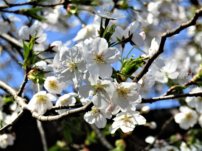 日本。3月。樱花开花。