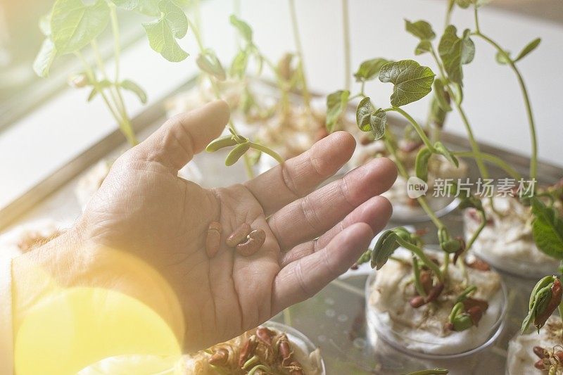 在家里靠窗生长的豆科植物