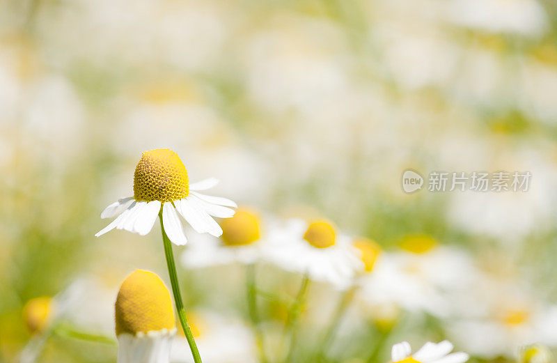 洋甘菊花卉