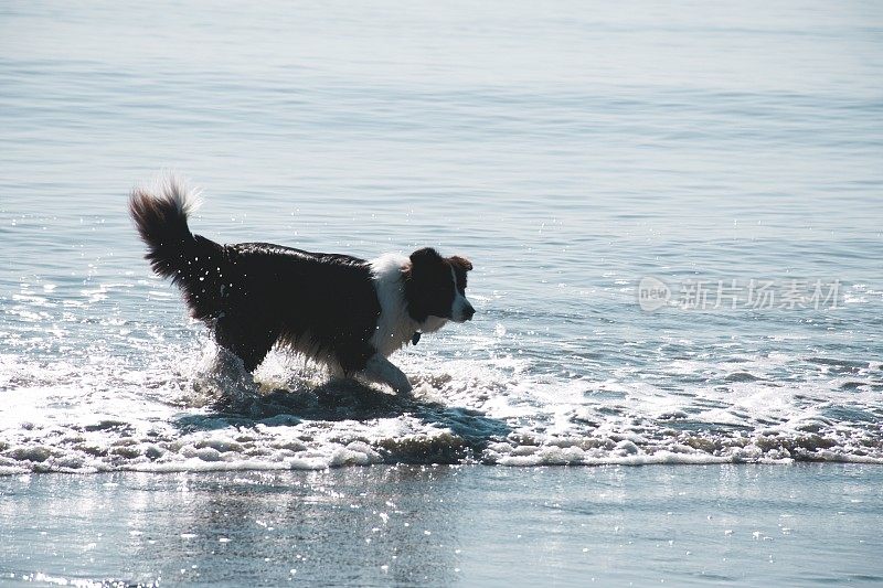 柯利牧羊犬在海上划桨