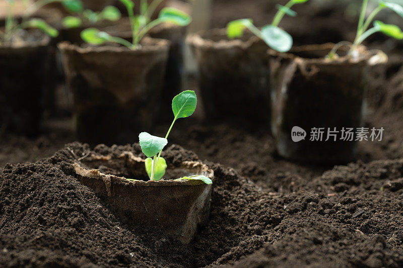 白菜苗在种植时埋入地下的泥炭花盆中