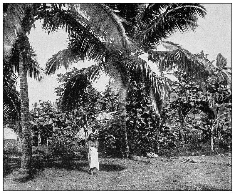 古董黑白照片:椰子和香蕉树林，图图伊拉，萨摩亚