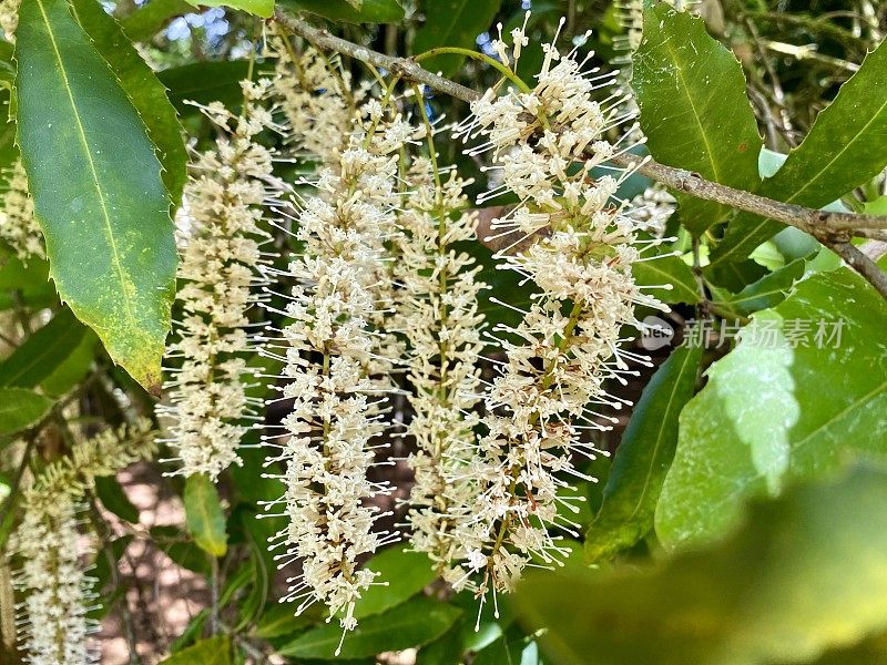 澳洲坚果的树开花