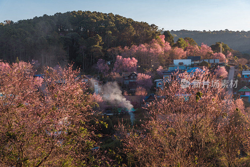 樱花盛开，粉红色的樱花盛开在榕克拉村